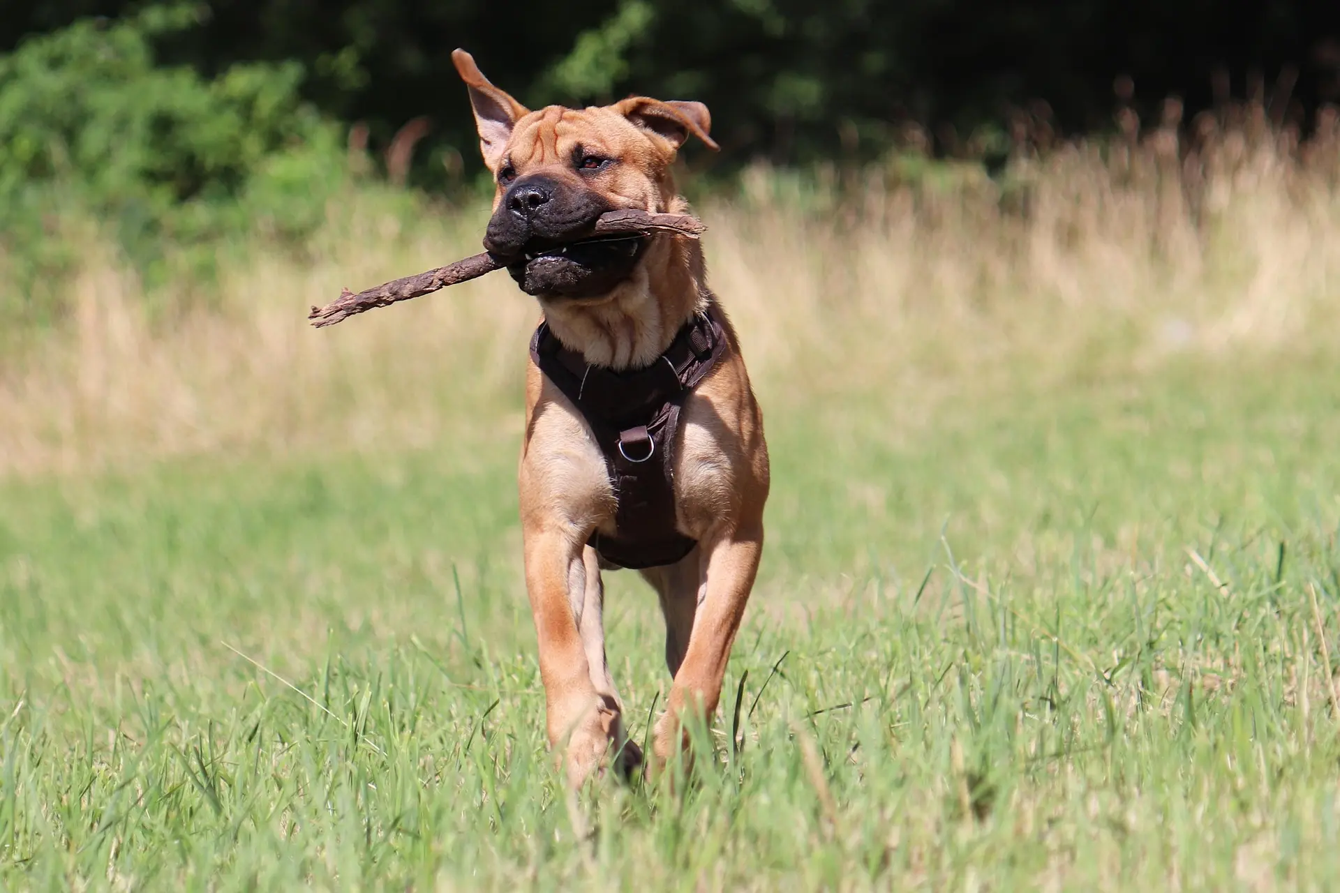 arnés de perros para tirar